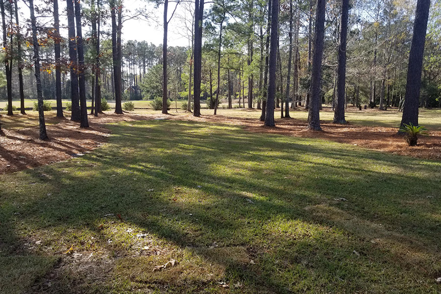 Backyard Tree Line